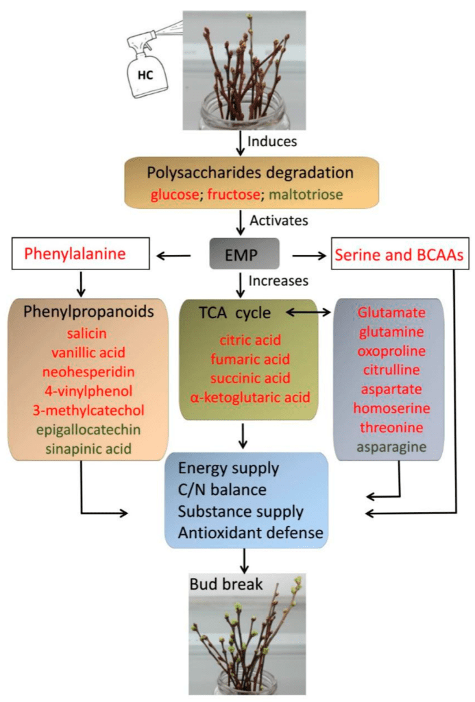  Schematic representation of the mechanisms of blueberry bud break after HC treatment. Red/green indicates metabolites whose relative content increases/decreases after HC treatment compared with CK.