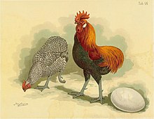 coloured illustration of a cock and hen with no tail feathers