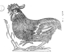 black-and-white illustration of a cock with no tail feathers